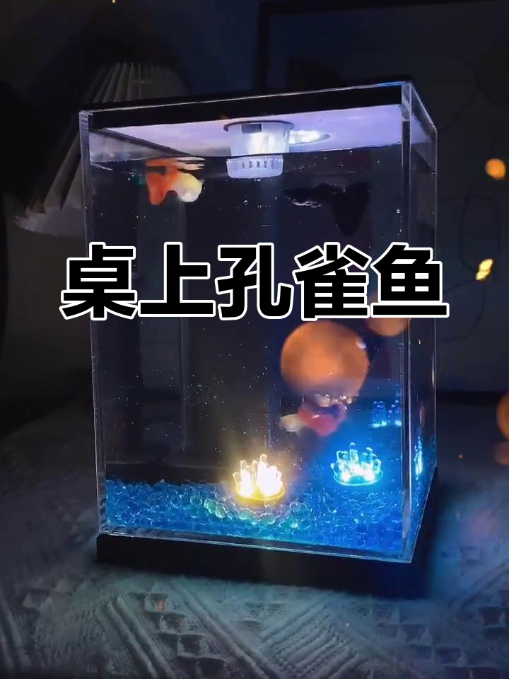 轻松养鱼,桌面小缸,孔雀鱼尽显优雅