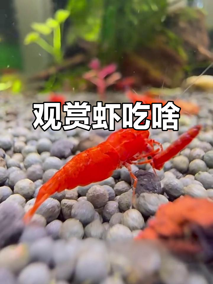 观赏虾的饮食秘密:它们吃什么才能健康?