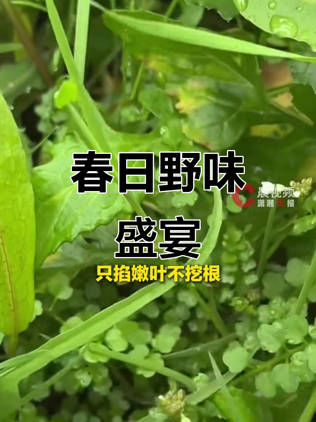 湖南春季野菜大赏,尝尽自然美味,安全采摘指南!