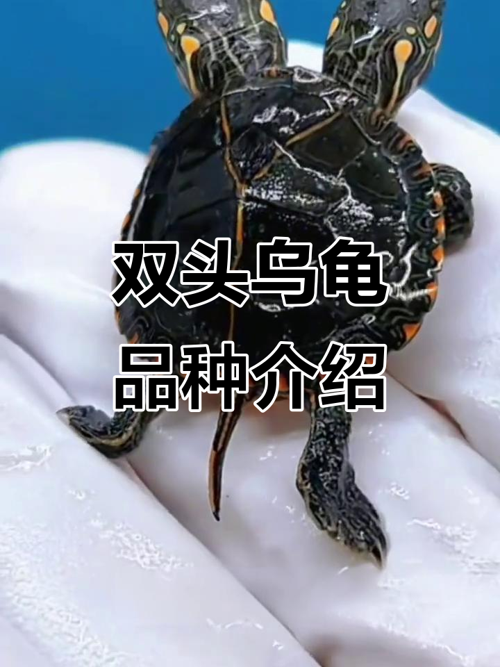 认识各种双头乌龟,巴西龟、东锦龟等大揭秘