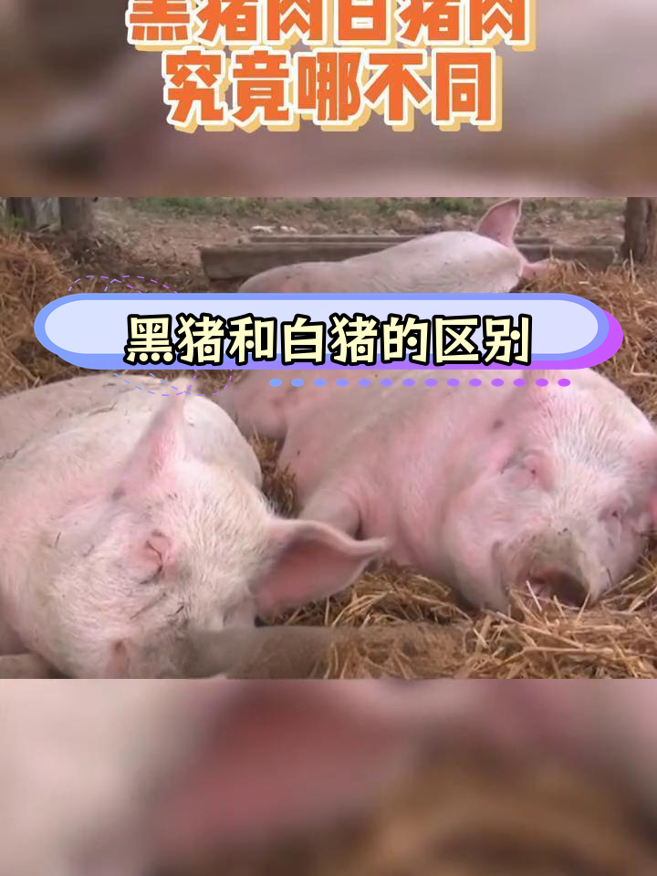 黑猪肉与白猪肉的差异解析