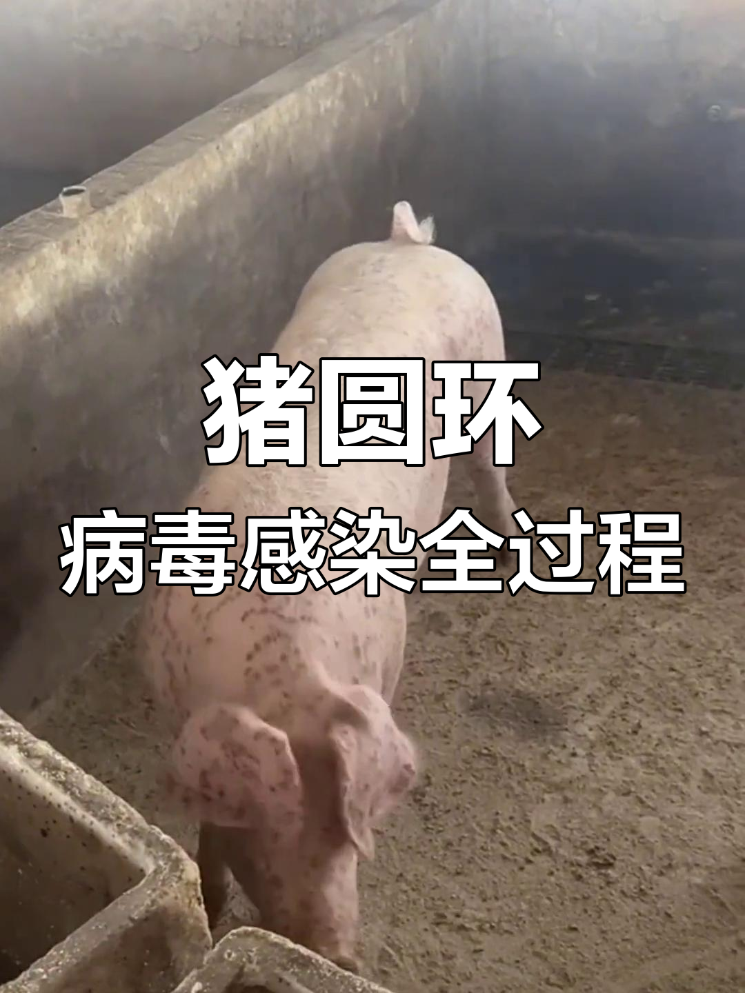 猪圆环病毒症状解析:从后腿到全身的病变过程