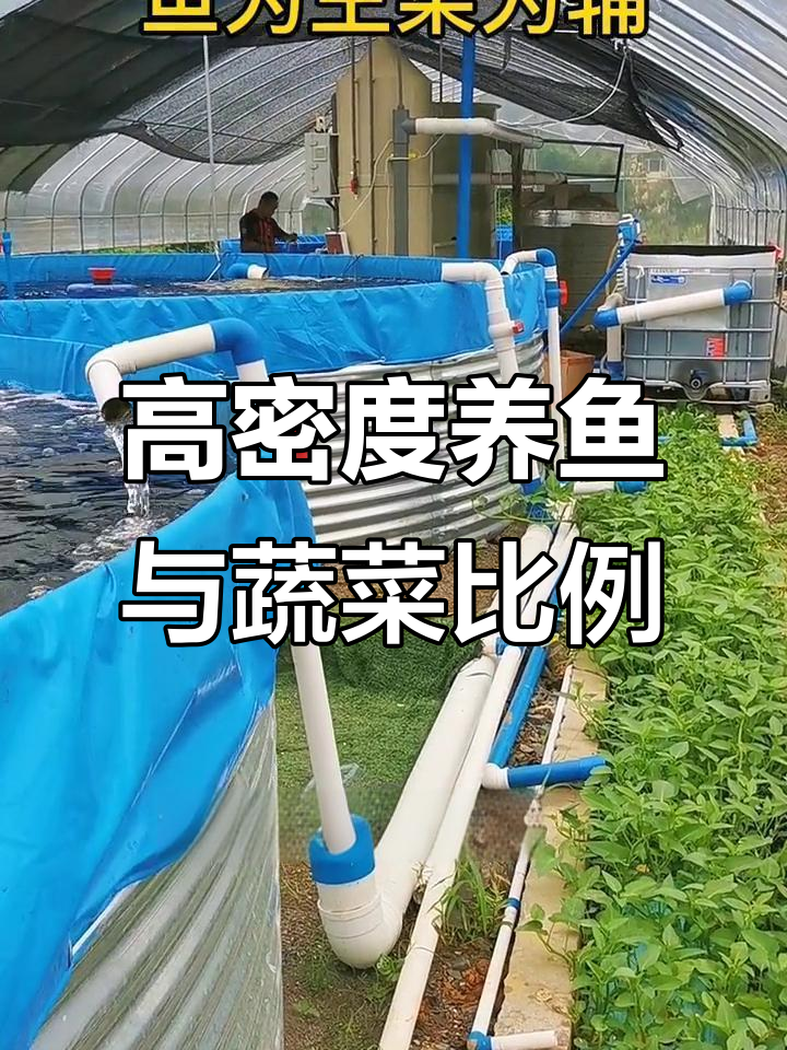 鱼菜共生系统：如何优化蔬菜与鱼的布局，提升盈利