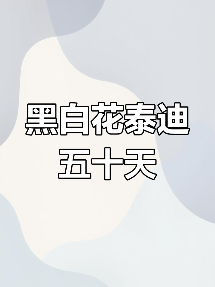 晋江万达黑白花泰迪,萌宠五十天,粘人可爱等你来爱