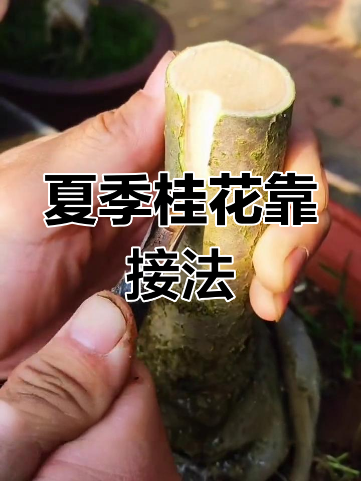 桂花嫁接最佳时机与技巧