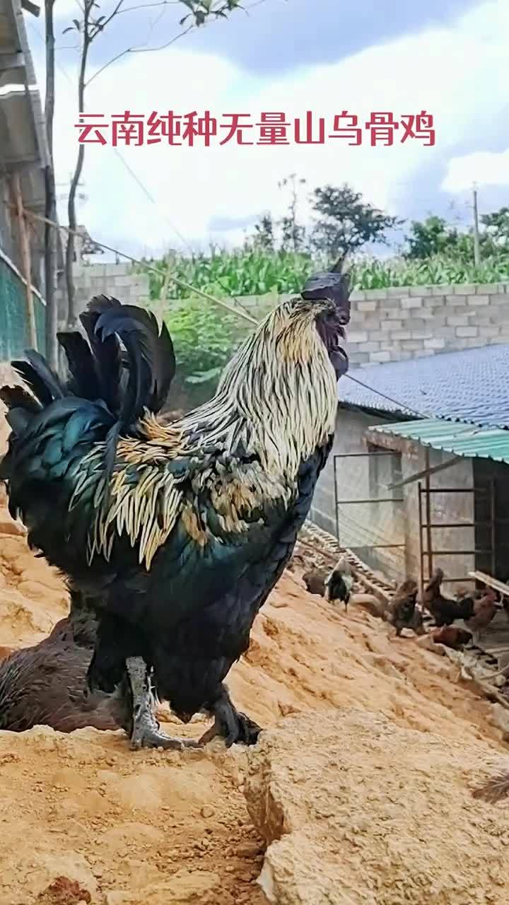 养殖 养鸡 农村散养土鸡 鸡鸭鹅养殖 无量山土鸡