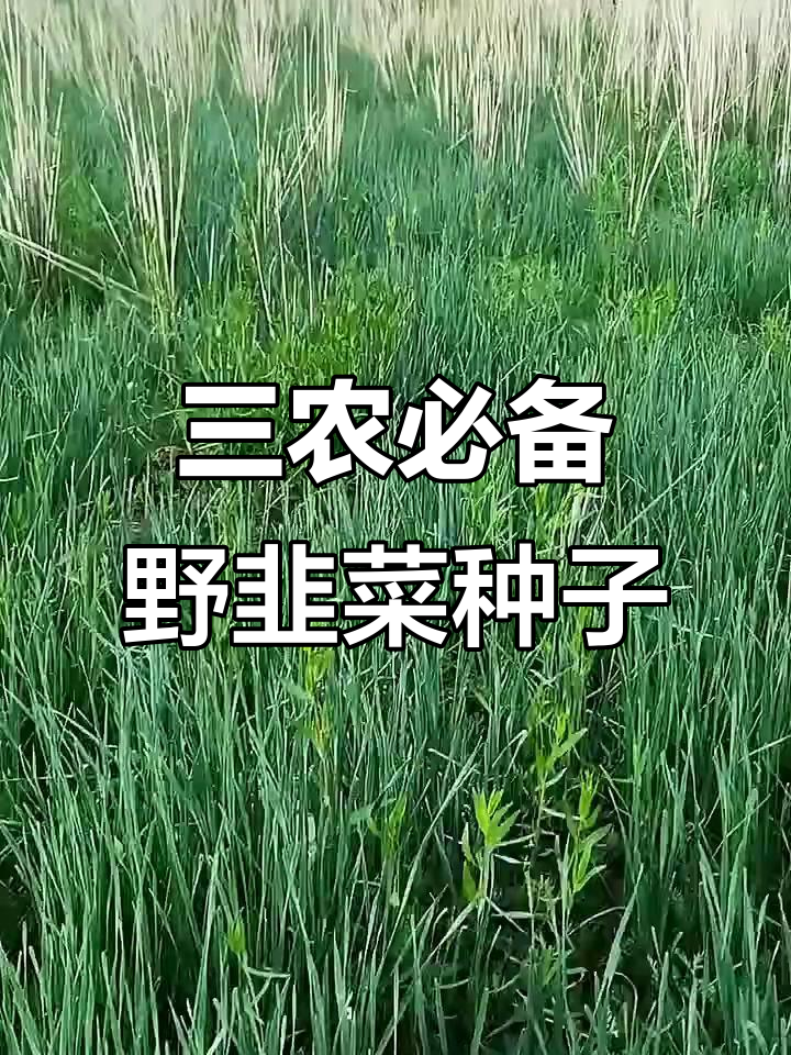 野生韭菜籽助力三农,错过就后悔