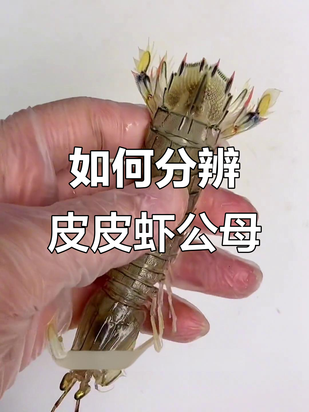 皮皮虾公母怎么分?学会这些技巧,买虾不再踩雷