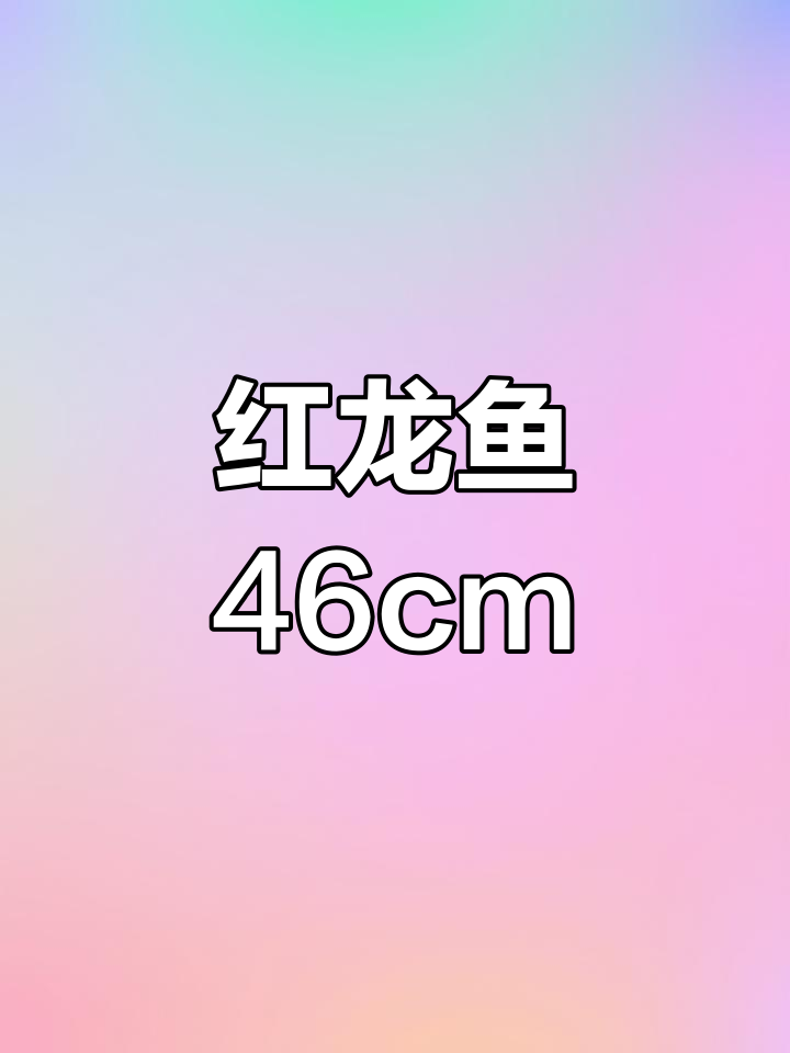 血艳红龙46cm,震撼水族世界!