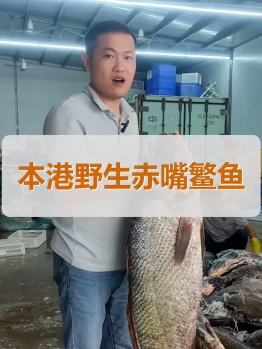 本港野生赤嘴鳘鱼有多大?