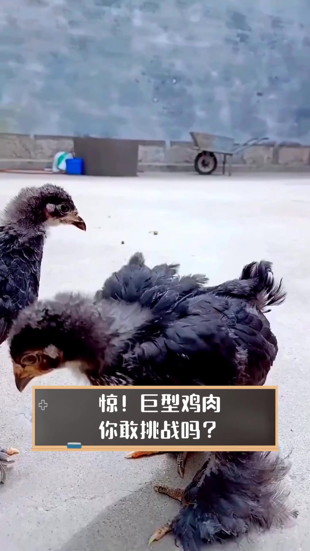 惊!巨型鸡肉,你敢挑战吗?