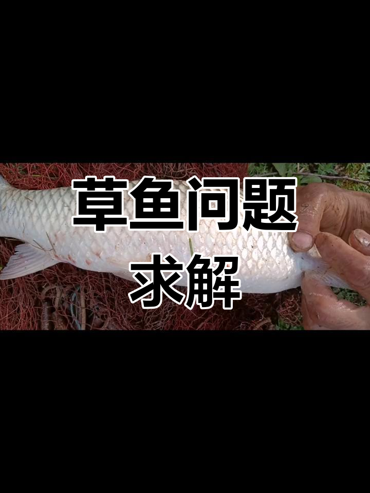 草鱼异常,解毒增氧无效,大家有什么应对方法?