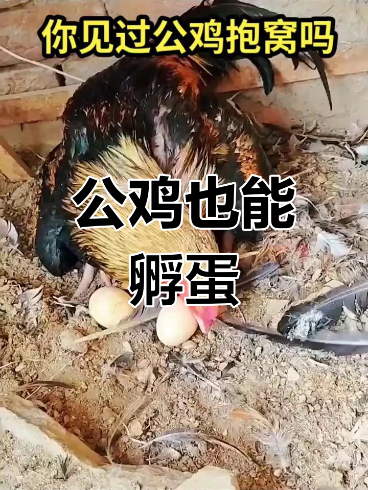 公鸡抱窝,竟是雌性激素惹的祸!