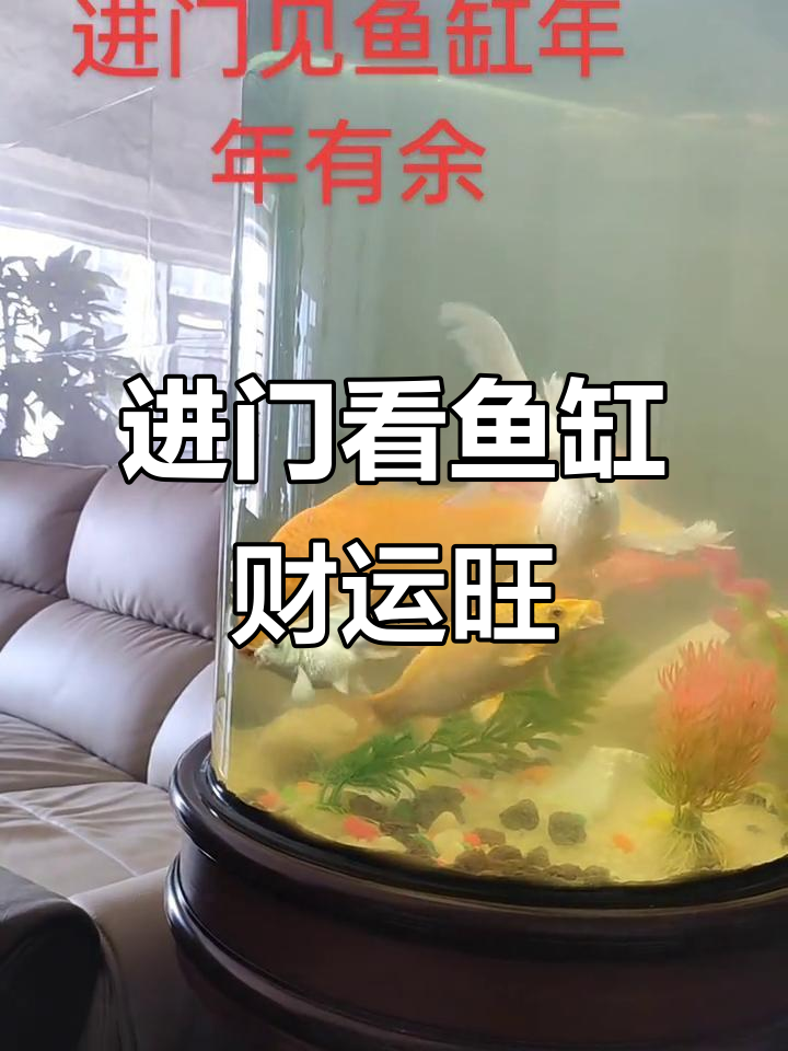 开门见鱼缸,财运滚滚来!玄关布置的秘密
