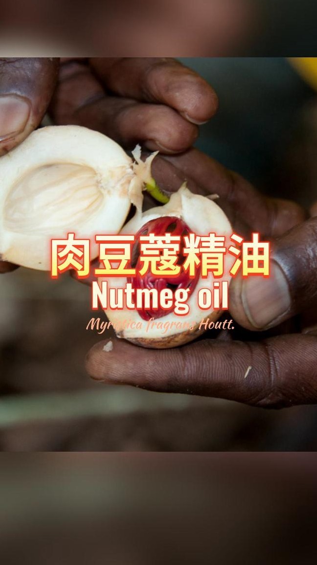 RHF天然香料 肉豆蔻精油介绍