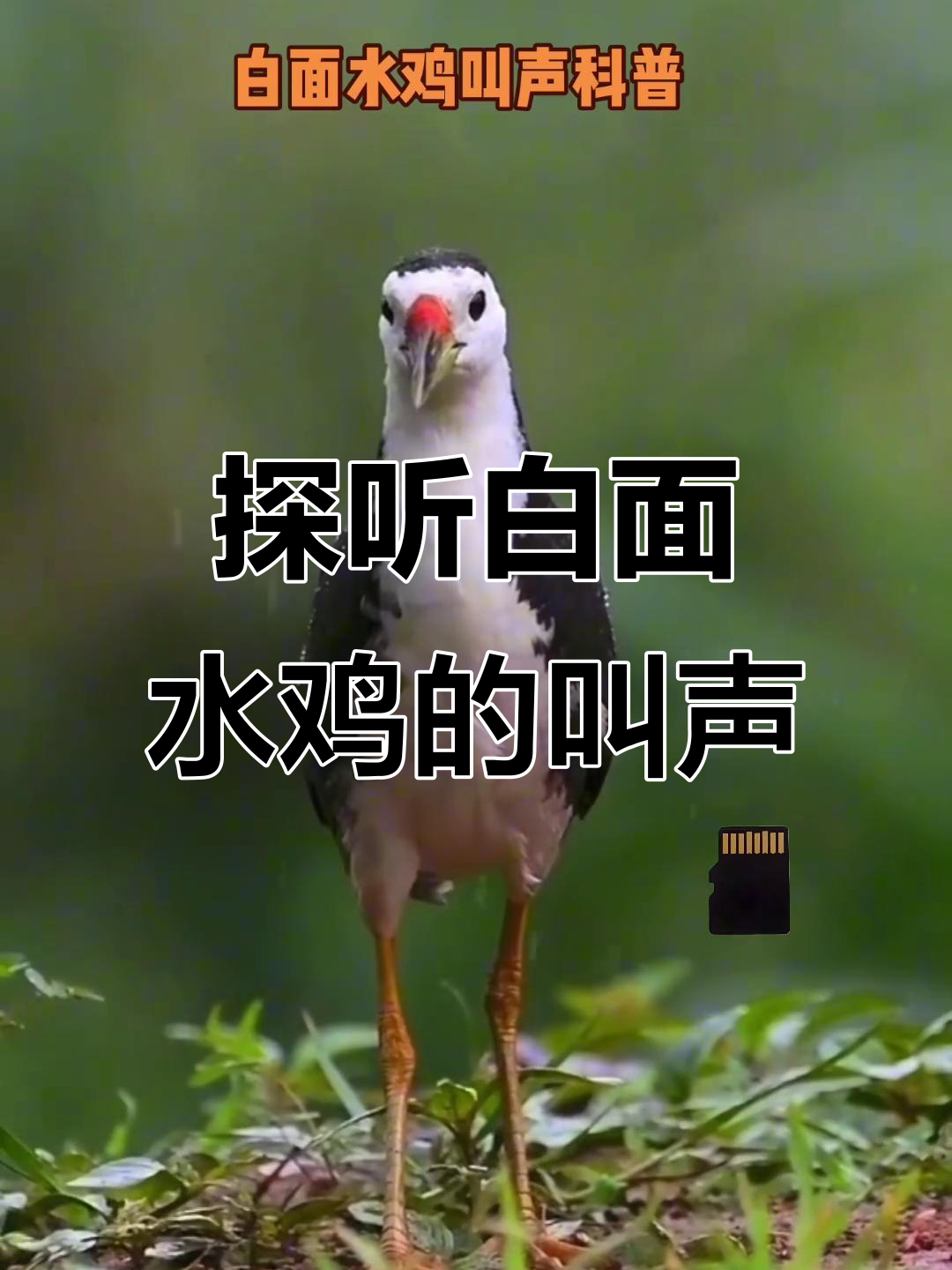 白面水鸡叫声揭秘,了解它们的独特鸣声