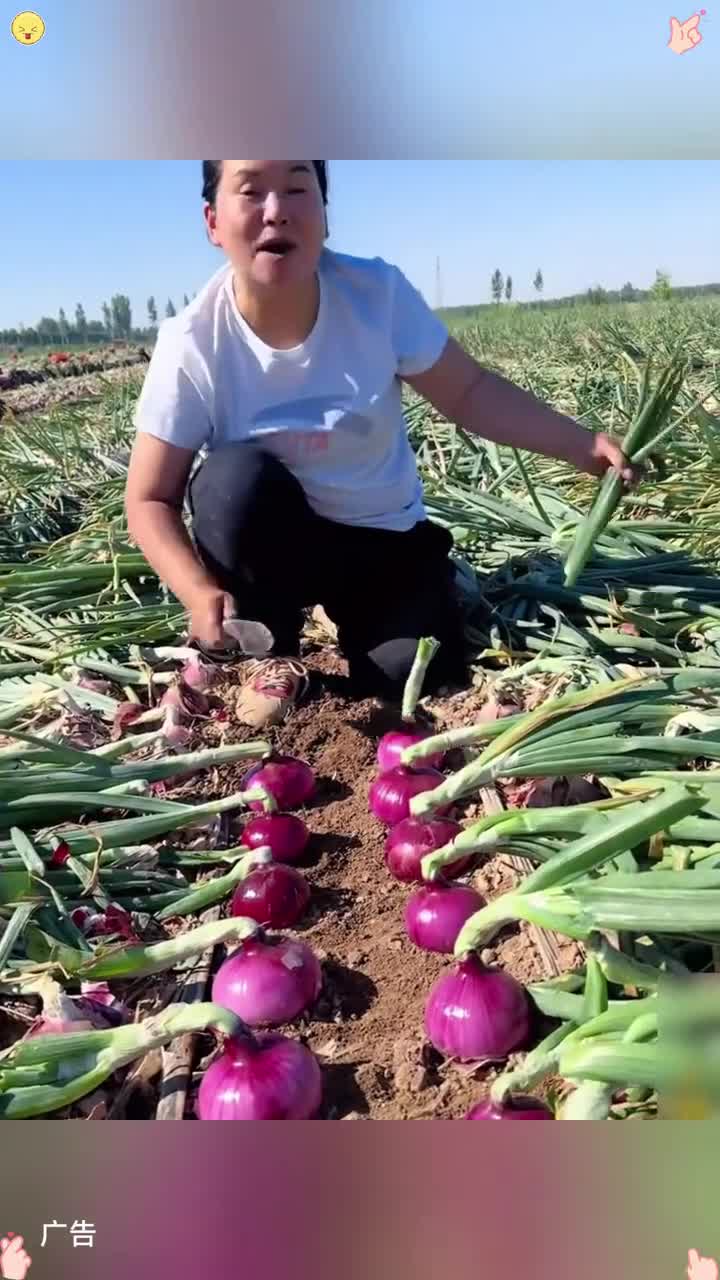 正宗水果扁洋葱 生吃脆甜微辣 凉拌菜炒菜都特别好吃 水果洋葱 洋葱