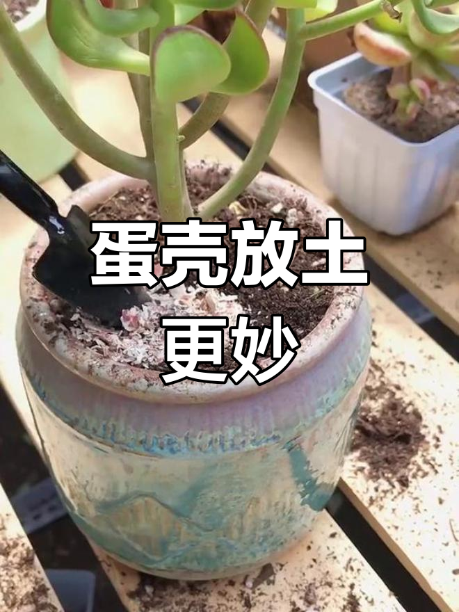 吃完鸡蛋,蛋壳别丢!放在多肉土里超实用