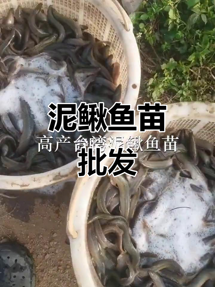 台湾泥鳅鱼苗批发,惠州深圳均有供应