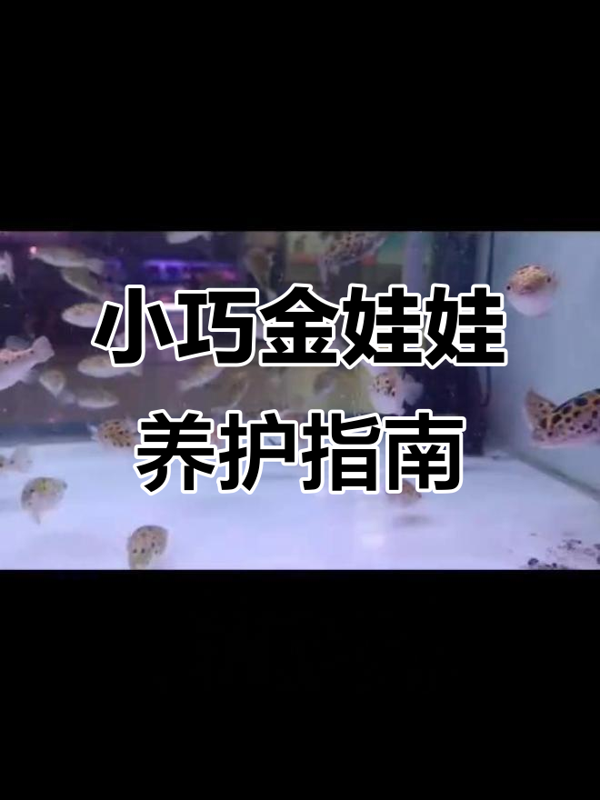 金娃娃热带淡水鱼:河豚中的小精灵,饲养技巧全揭秘