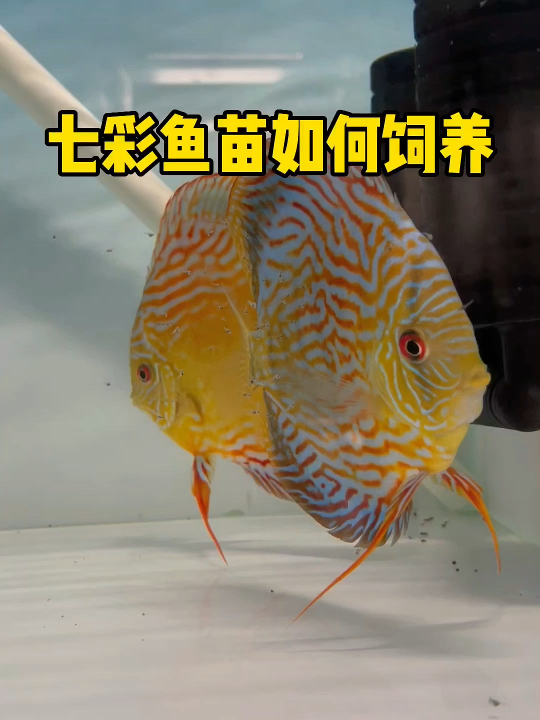 七彩鱼苗如何饲养