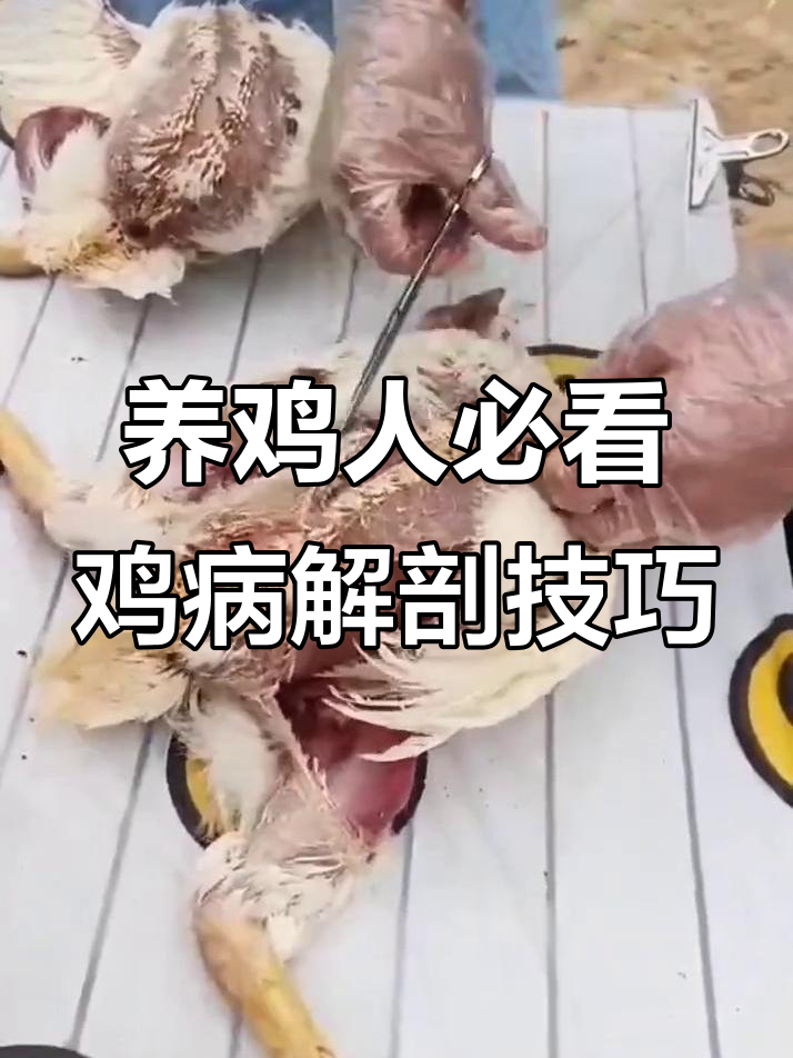 8年养鸡经验,教你如何通过解剖判断疾病