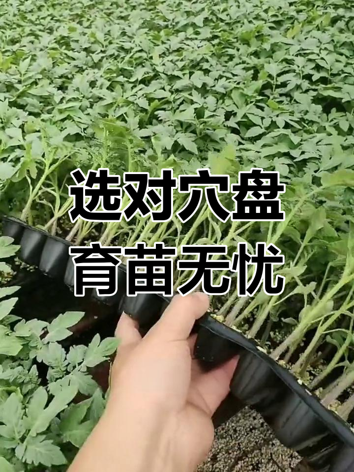 选择合适穴盘,蔬菜育苗更高效