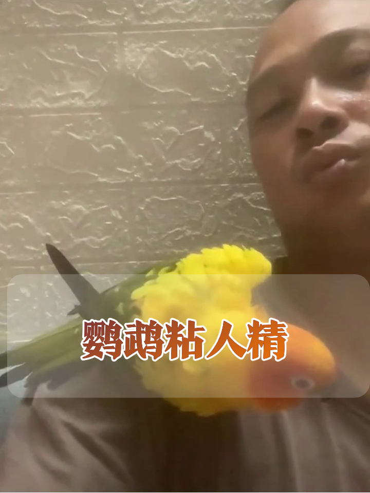 鹦鹉成精了!站肩膀狂蹭主人脸,炸毛撒娇狗见了都服