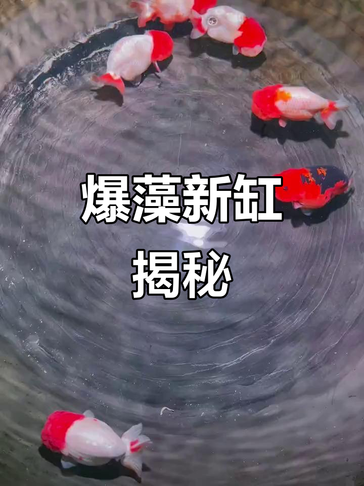 新缸开缸,兰寿金鱼入场!你猜这鱼值多少钱?