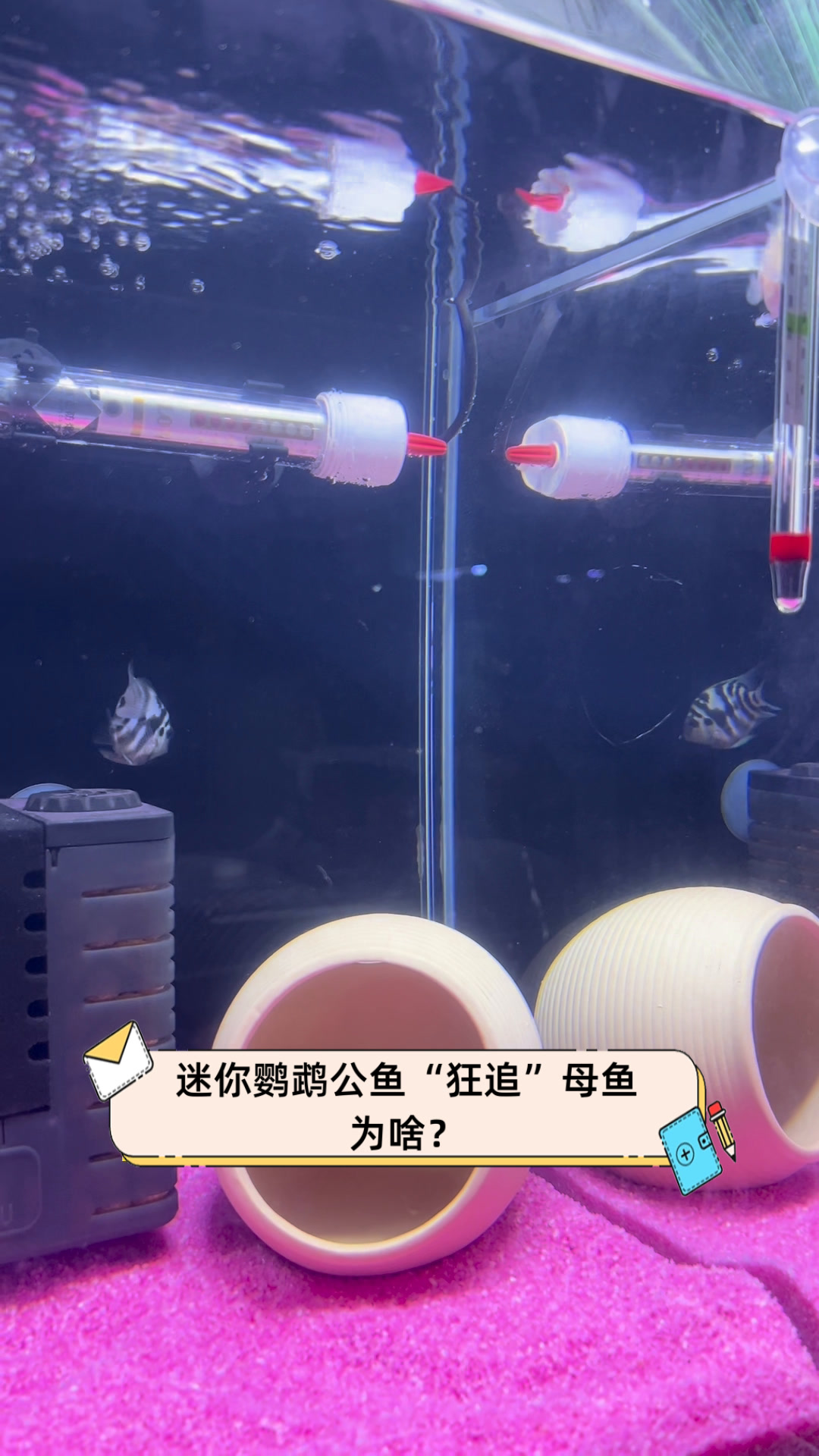 迷你鹦鹉公鱼“狂追”母鱼,为啥?