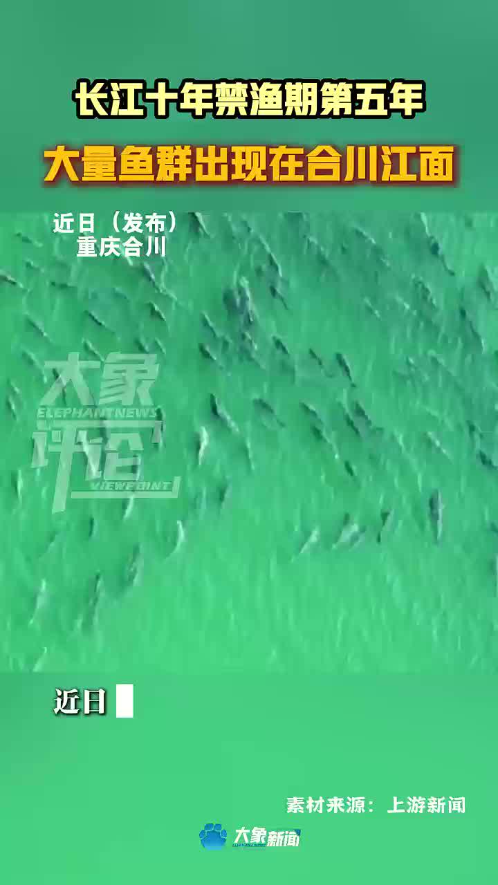长江十年禁渔期第五年,大量鱼群出现在合川江面