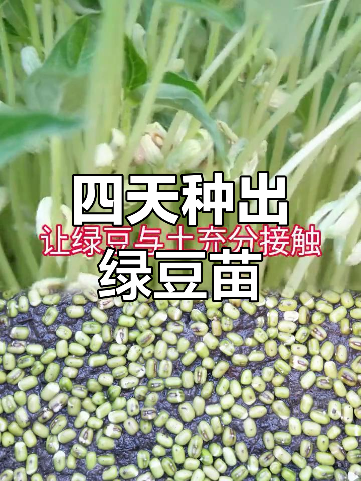 水土结合培养绿豆苗,四天收获有机蔬菜