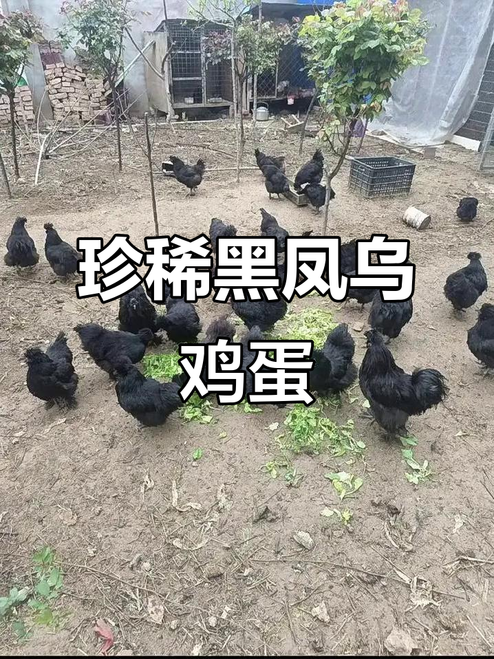黑凤乌鸡绿壳种蛋,开启健康养殖新篇章