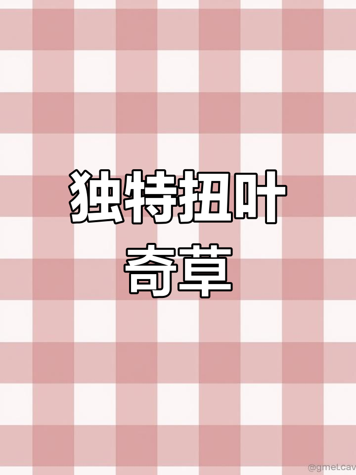 奇特柳叶草,扭曲又有趣
