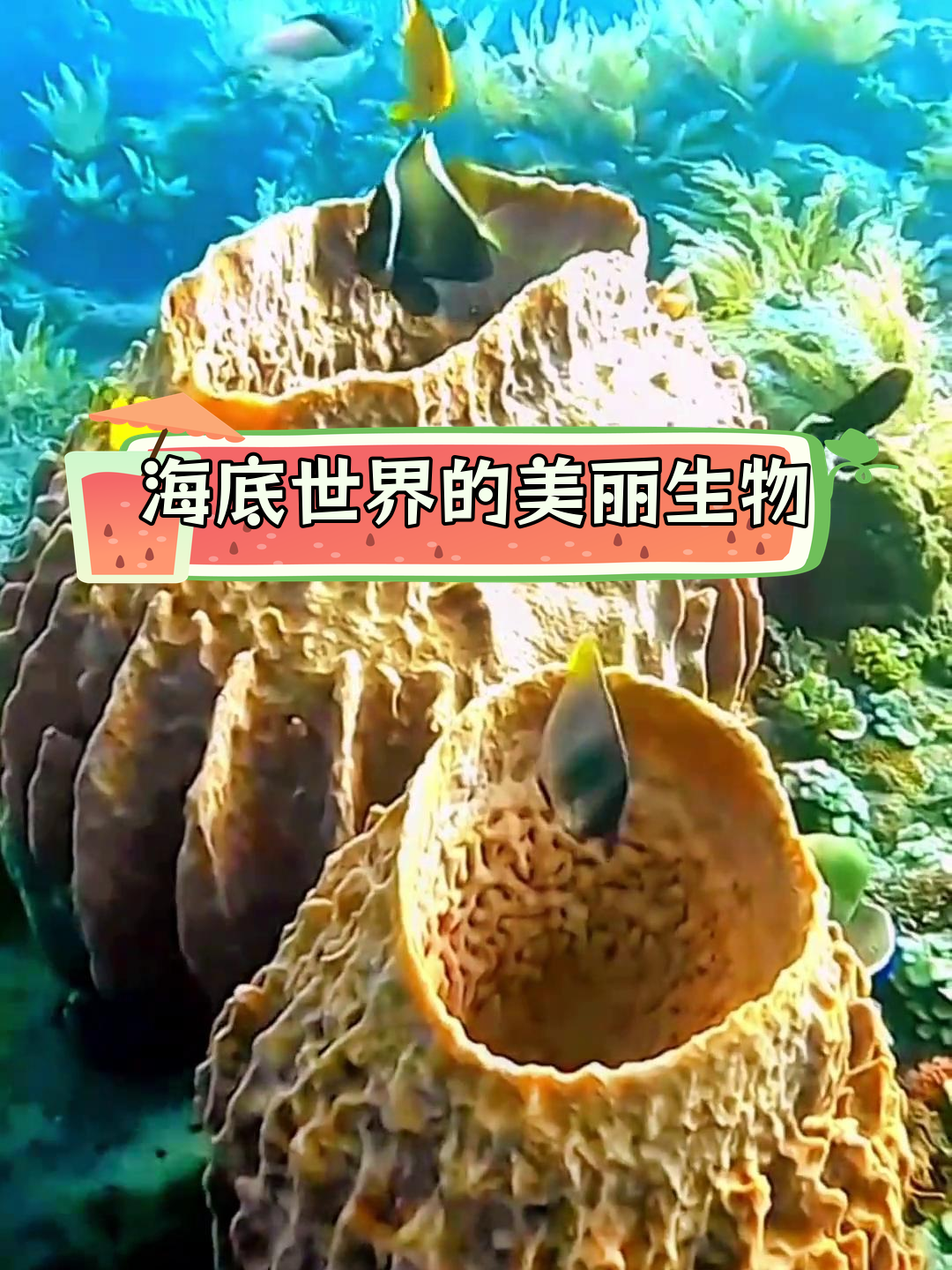 探索神秘海底世界,珊瑚鱼动态壁纸来袭