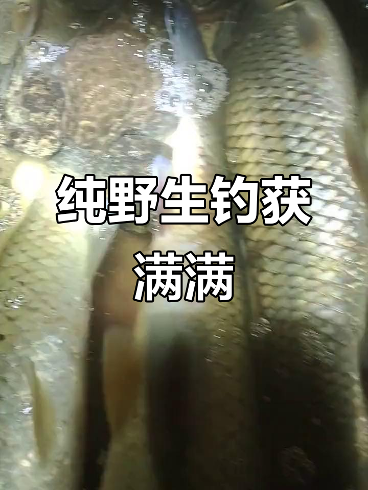 2月钓鱼大丰收,草鱼龙鱼全都有!