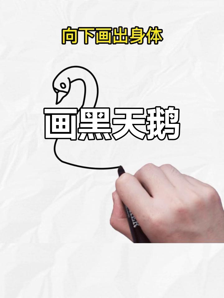 黑天鹅简笔画教程