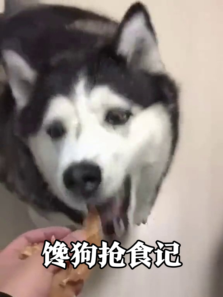 鸡肉干诱惑!二哈为抢食秒变表情包,边牧稳如老狗