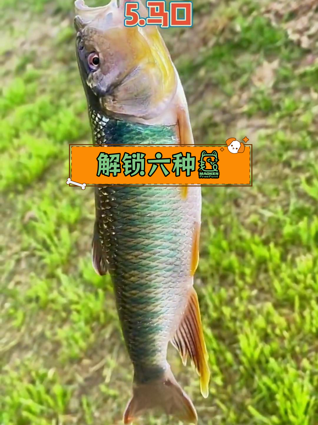 广东六大溪流原生鱼揭秘,最后一种最稀有