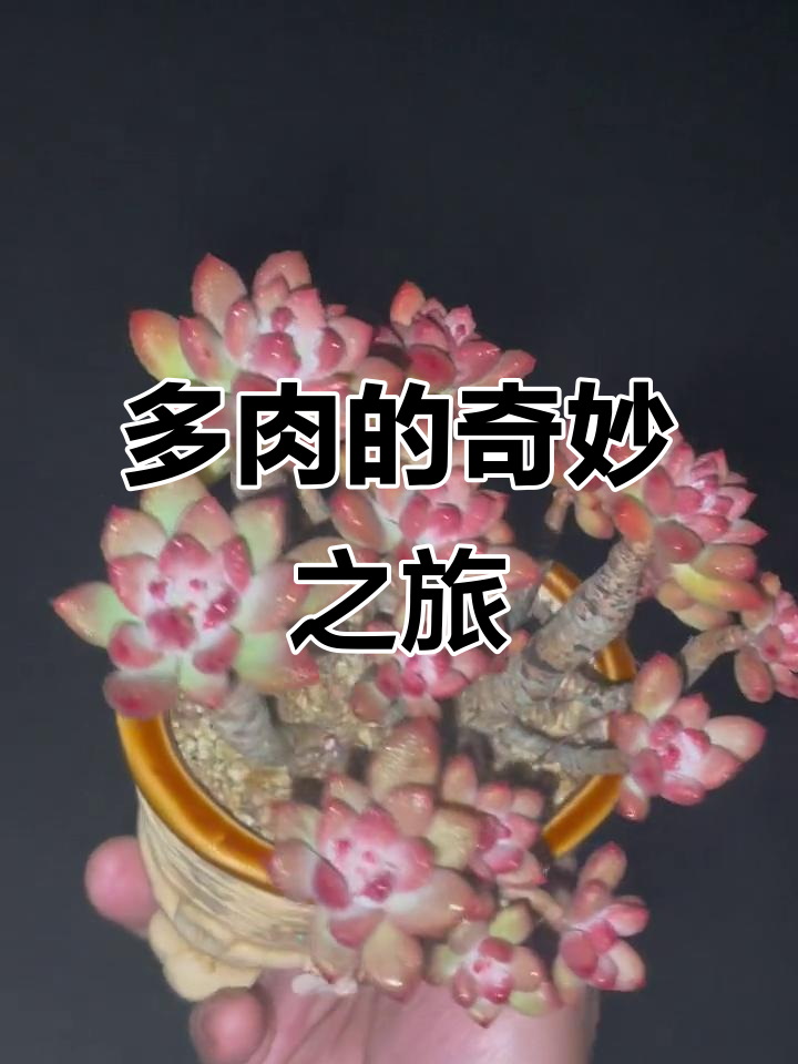胭脂美人带你飞,神奇的多肉生活!