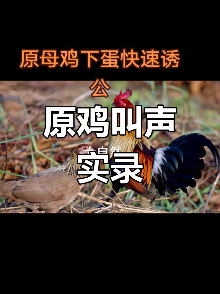 原鸡祖先叫声大揭秘,家鸡的“祖宗”原来是这样的!