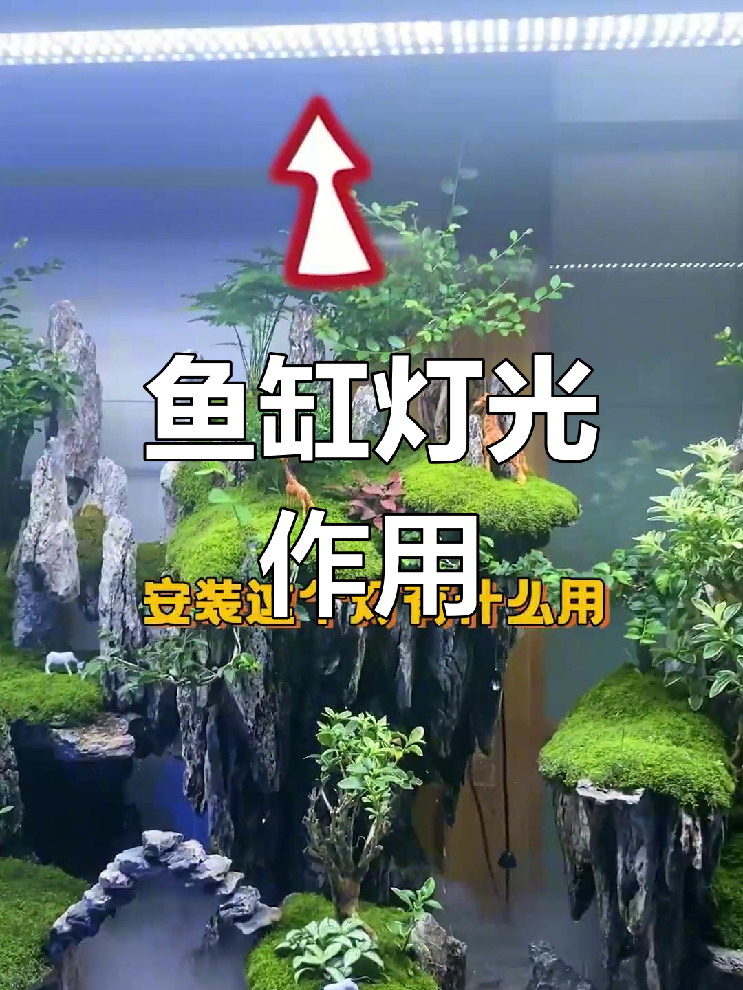 鱼缸灯的作用与效果