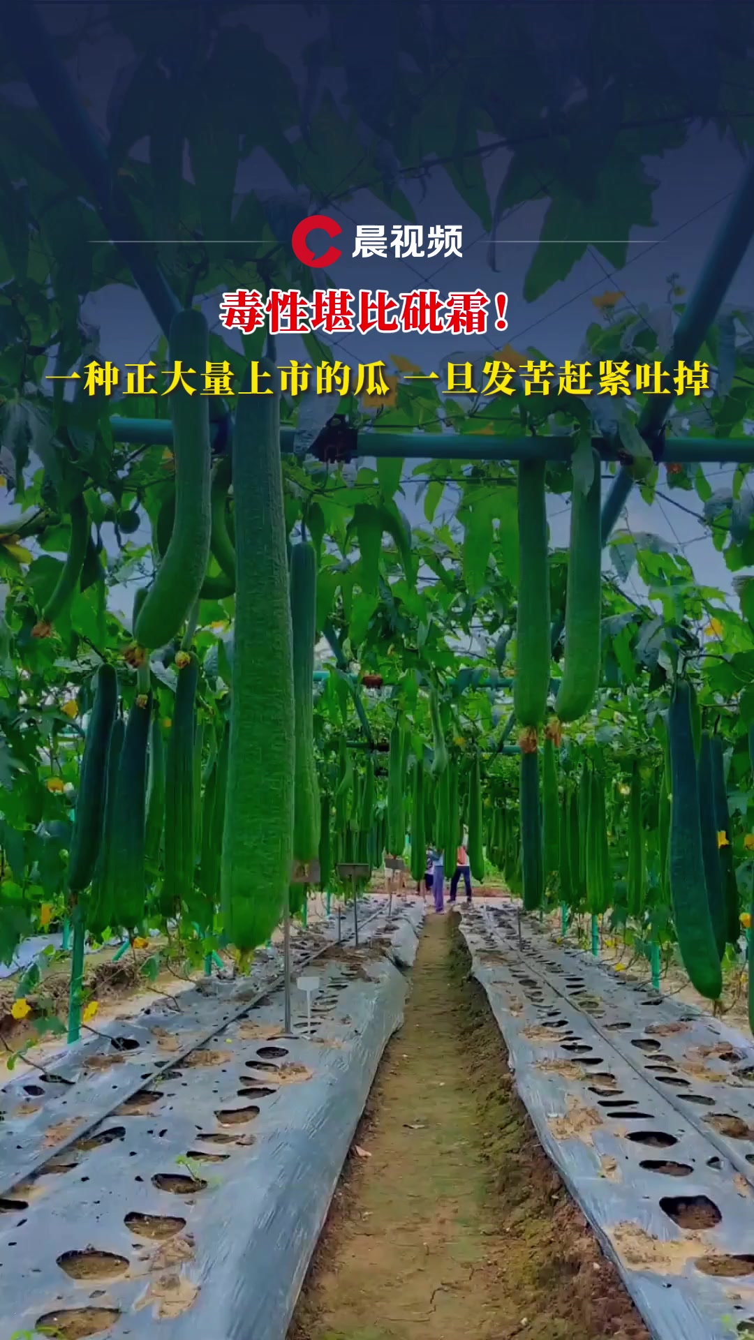 毒性堪比砒霜!一种正大量上市的瓜,一旦发苦赶紧吐掉