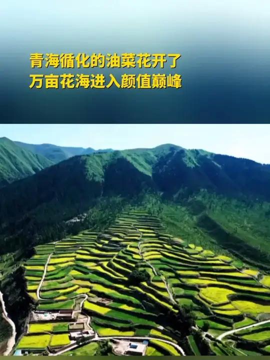 青海循化的油菜花开了！万亩花海进入颜值巅峰