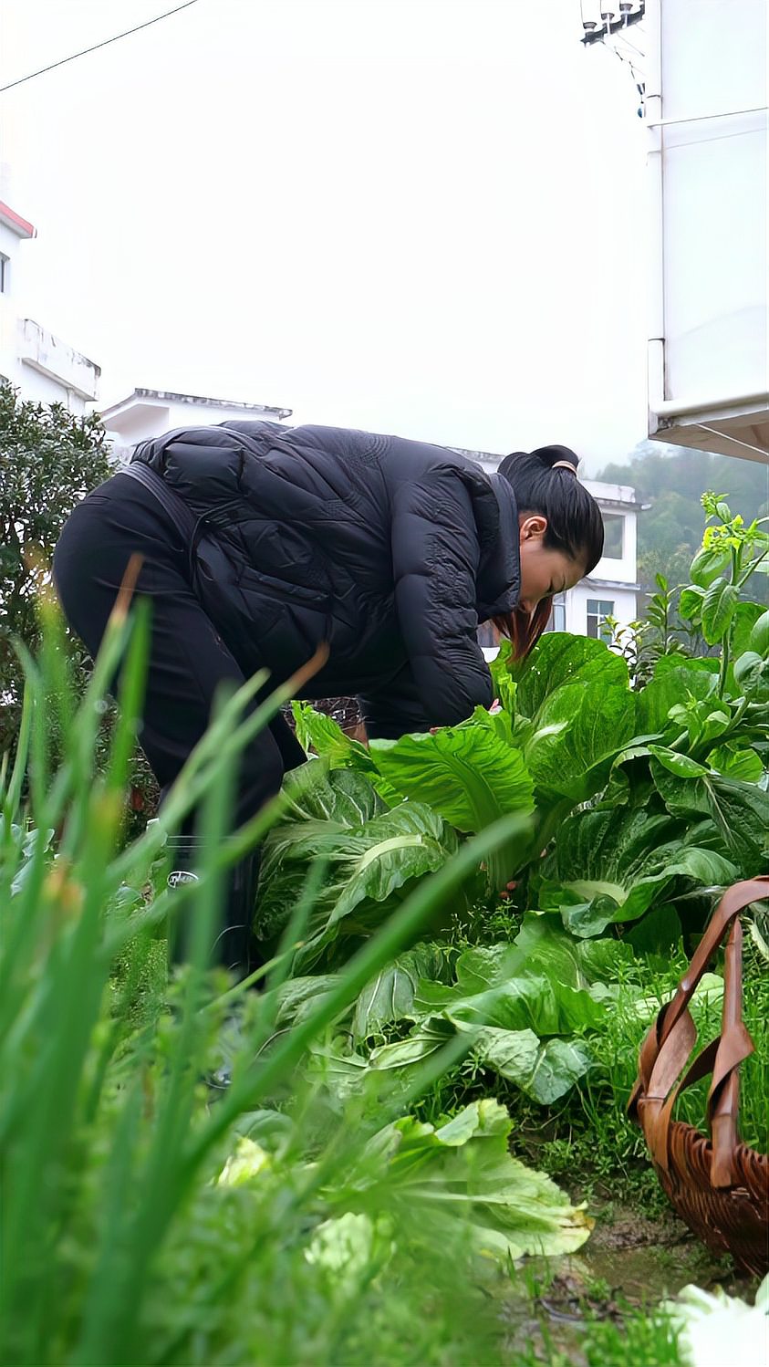 每当芥菜成熟时，我都腌到一些芥菜梗来吃！腌芥菜梗是我们江西人从小吃到大的下饭