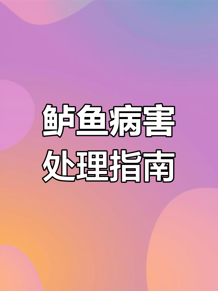 鲈鱼出血烂身,混合感染诺卡和虹彩病毒怎么办?