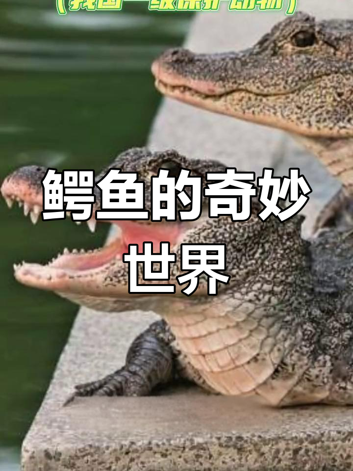 鳄鱼种类大揭秘,不是所有都能吃