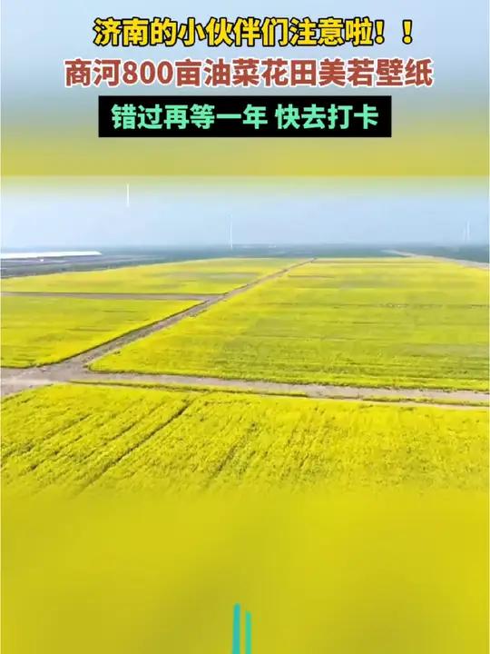 济南的小伙伴们注意啦!商河800亩油菜花田美若壁纸,错过再等一年,快去打卡!
