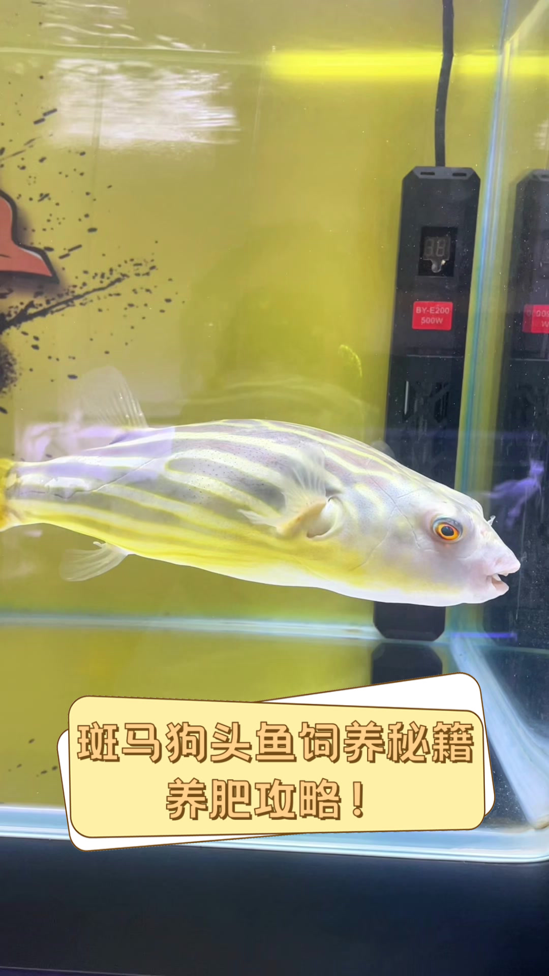 斑马狗头鱼饲养秘籍,养肥攻略!