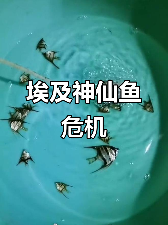 埃及神仙鱼生死时速,六条死鱼与四条跳舞鱼的惊险故事